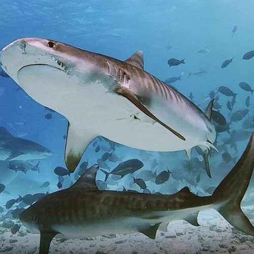 Tiger Shark Diving in Fuvahmulah