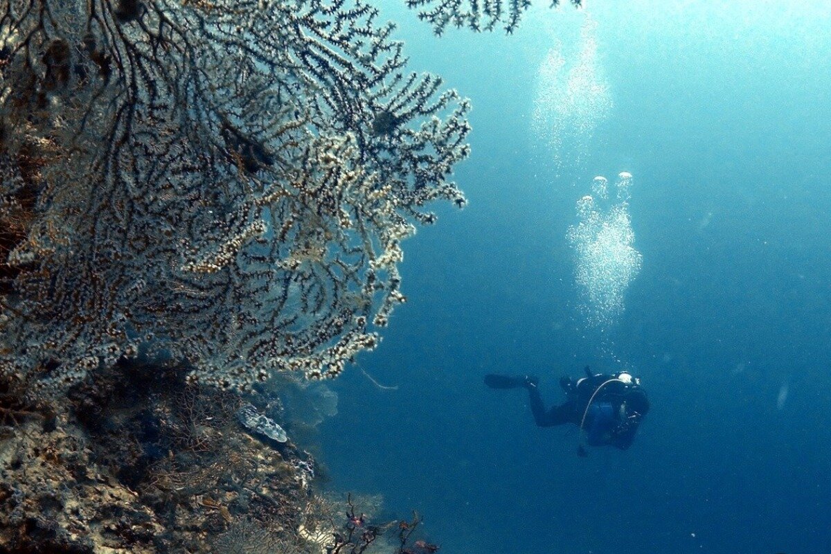 ROCK DIVE (Lapu Lapu) - Lo que se debe saber antes de viajar - Tripadvisor