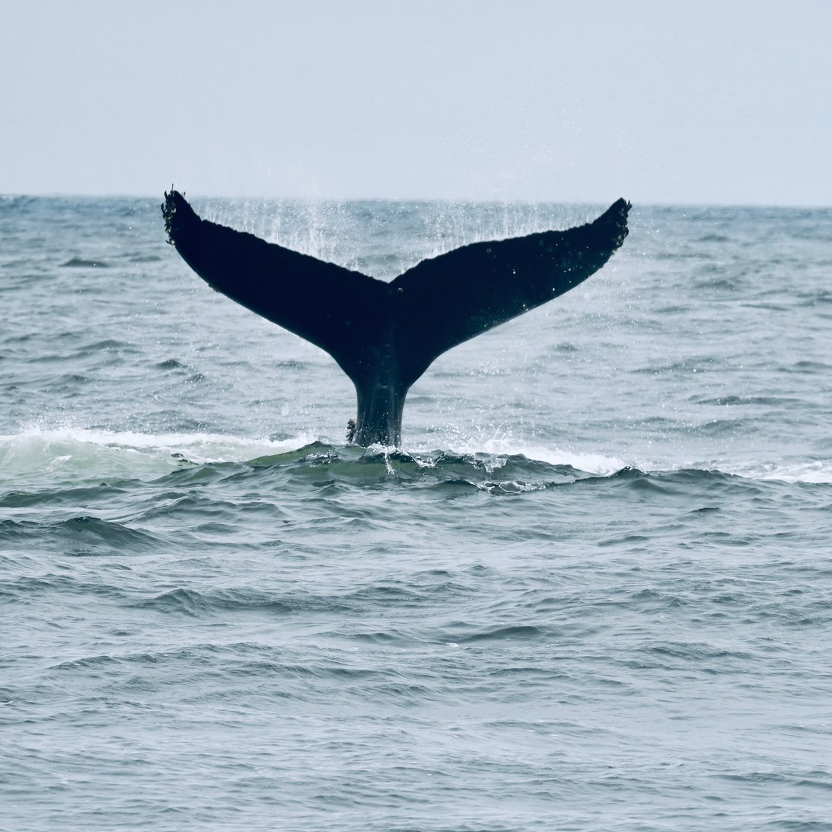 Bodega Bay Whale Watching (CA): Hours, Address - Tripadvisor