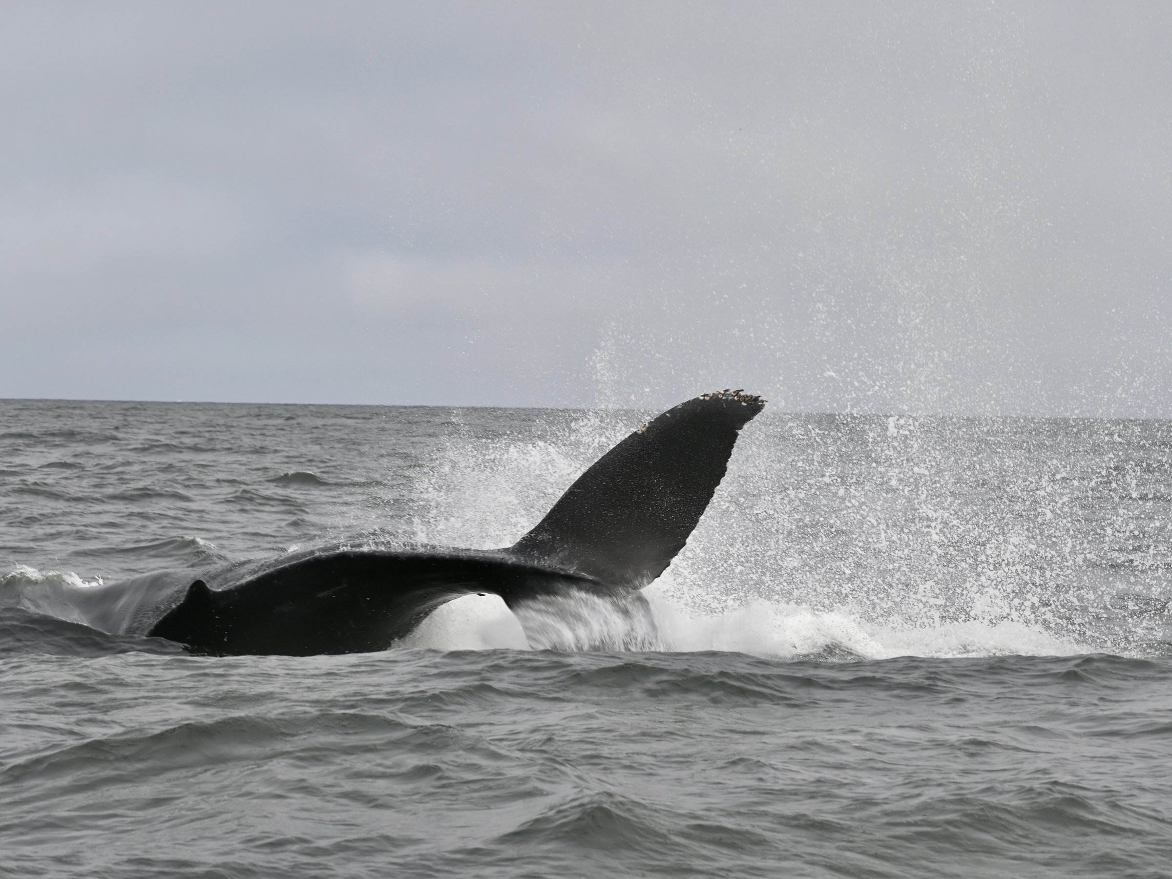 bodega bay shooting july 4