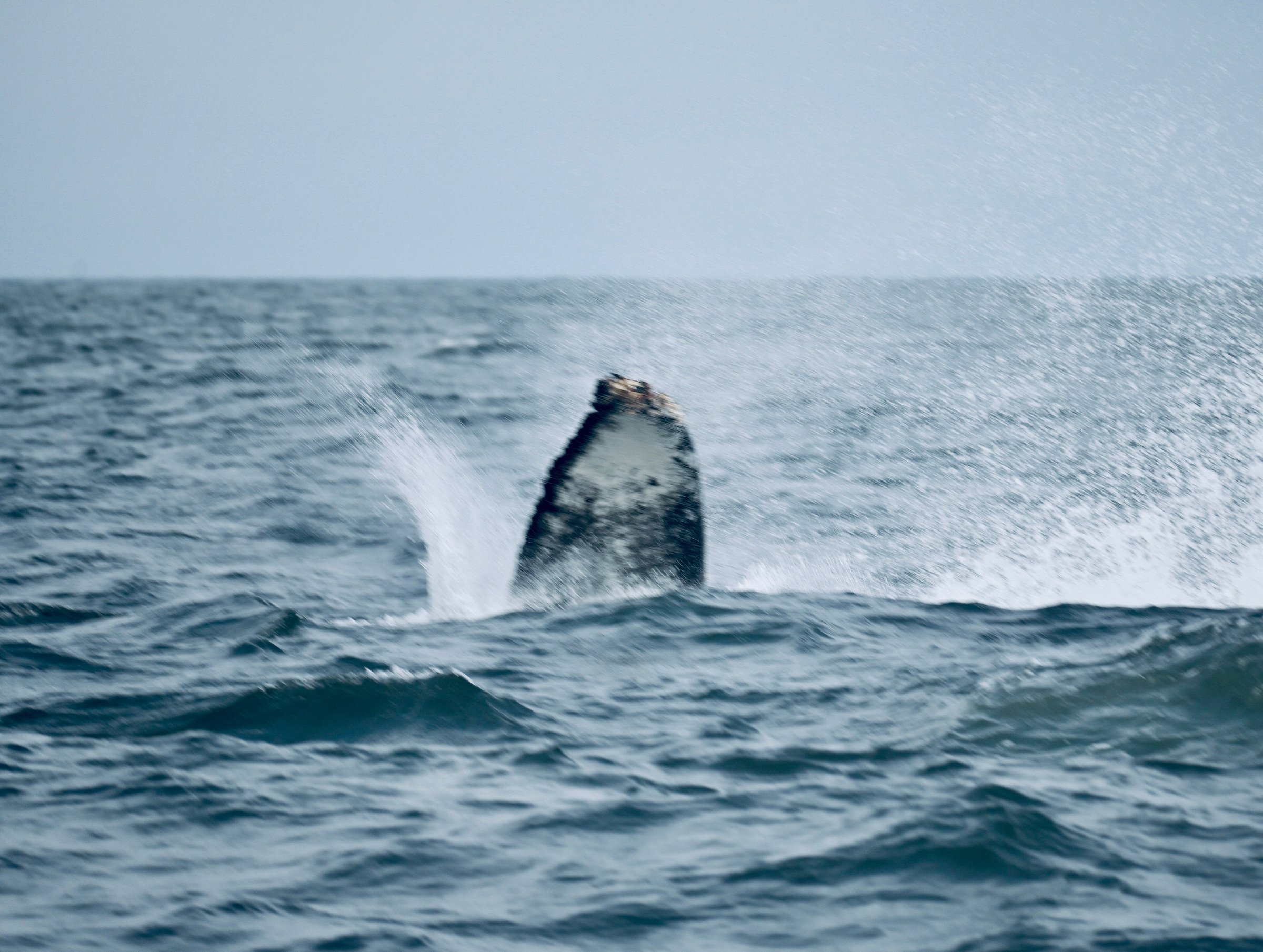 Bodega Bay Whale Watching (CA): Hours, Address - Tripadvisor