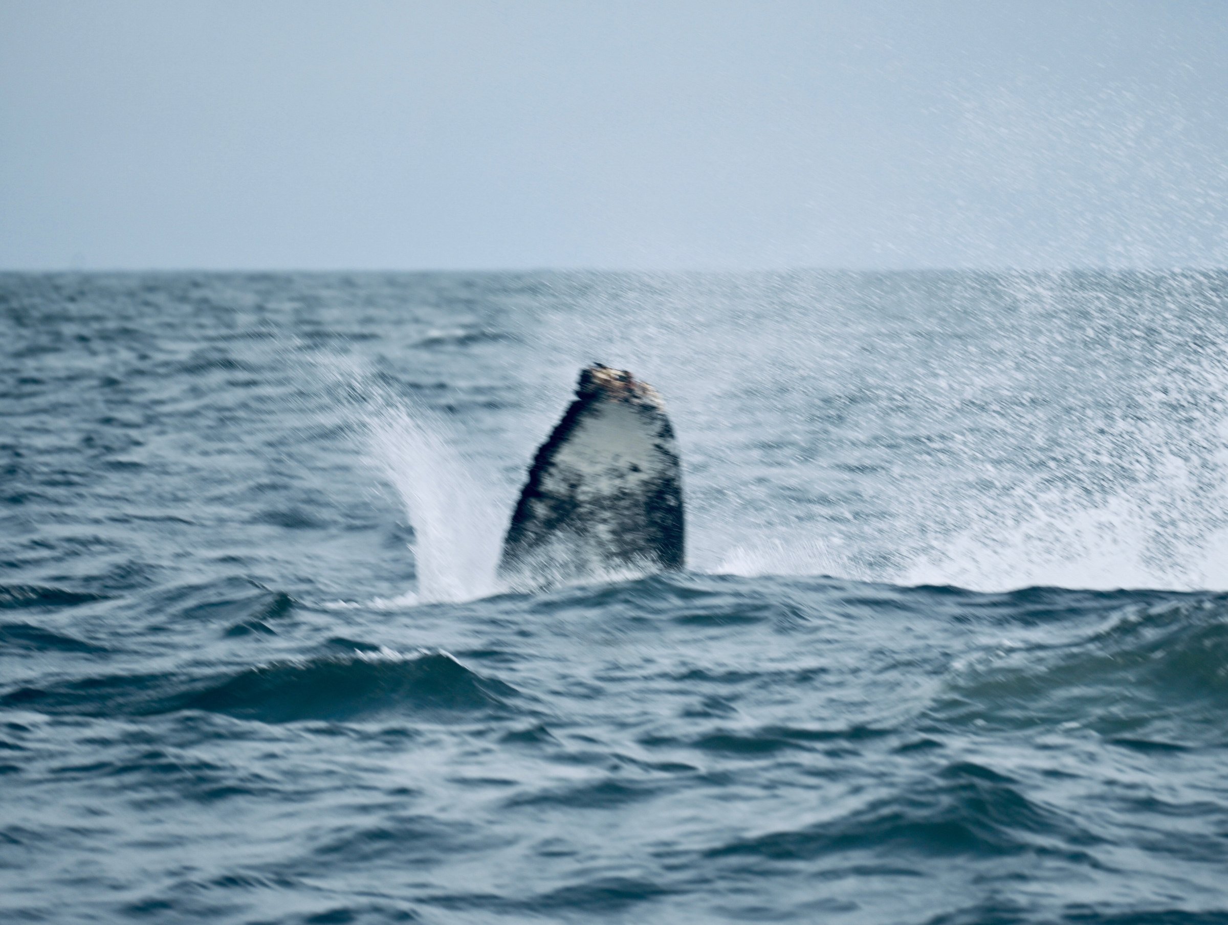 Bodega Bay Whale Watching (CA): Hours, Address - Tripadvisor