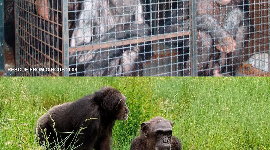Rehabilitación del grupo de Sammy: en la foto superior se muestran las condiciones en las que estaban en el circo del que proceden (2007) y en la foto inferior se muestra su estado una vez rehabilitados en Rainfer (2020)