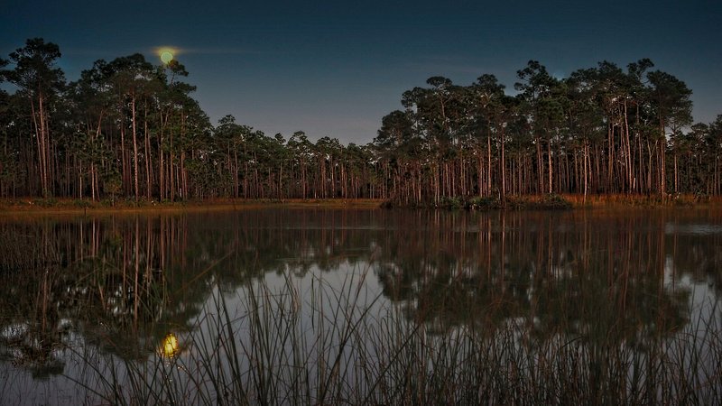 Nascer da lua no Parque Nacional de Everglades na Florida 