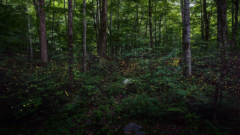 Synchronous fireflies flashing light at the Great Smoky National Park, TN