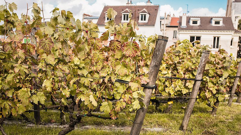 Vineyard in the hills of Montmartre in Paris