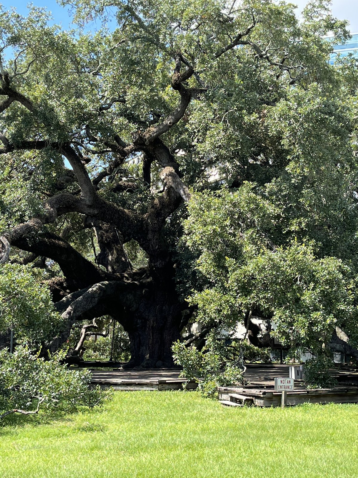 Treaty Oak Park (Jacksonville) - All You Need to Know BEFORE You Go