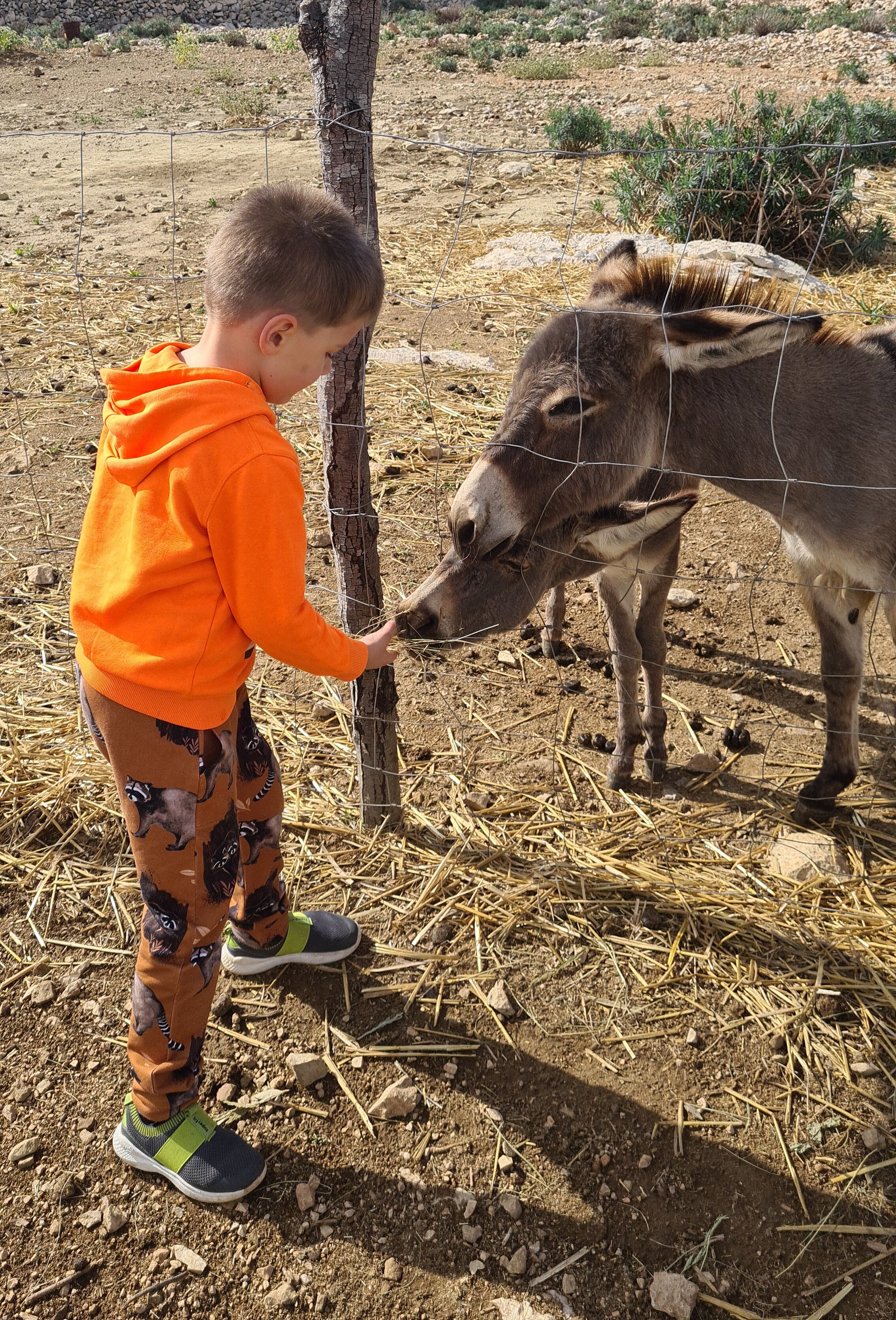 OPG Kanat Small Donkey Farm (Barbat Na Rabu) - Lo Que Se Debe Saber ...