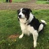 BigBadBonzo