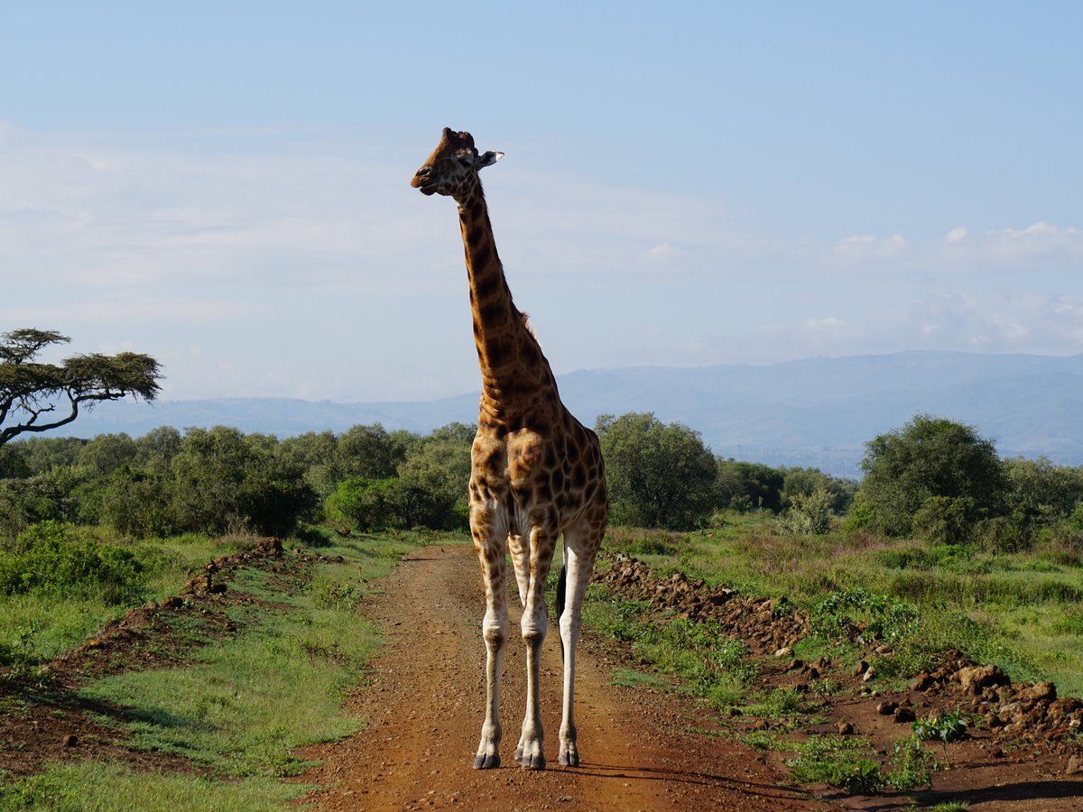 Mara Triangle Safaris (Nairobi) - All You Need to Know BEFORE You Go