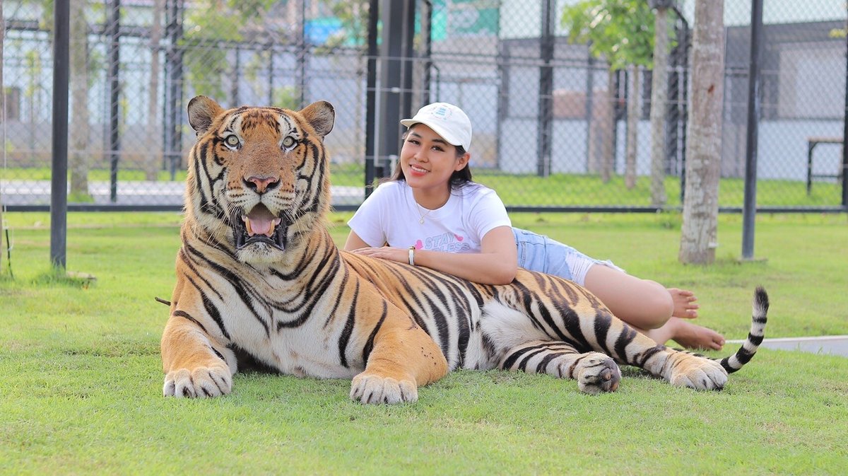 Tiger World Thailand, Дамноенсадуак: лучшие советы перед посещением -  Tripadvisor