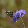 TheSkylark1