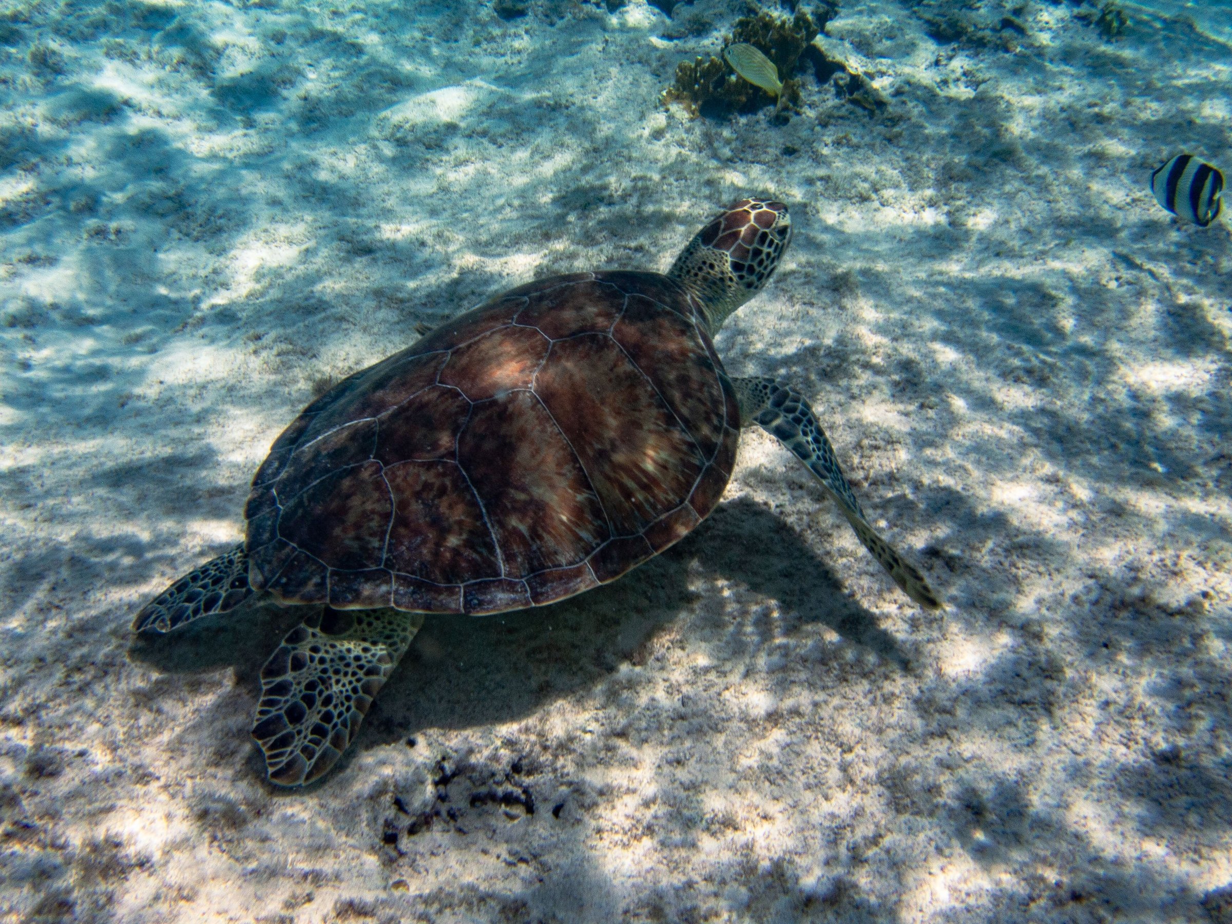 Bonaire East Coast Diving (Kralendijk) - All You Need to Know BEFORE You Go