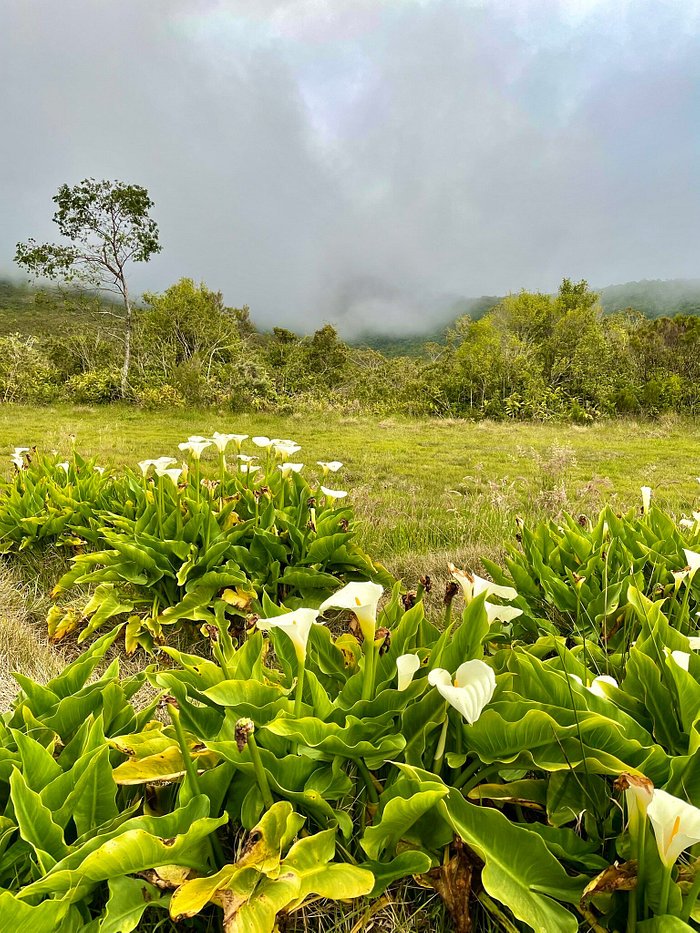 L'ARUM DES PRAIRIES - Updated 2024 Prices (La Plaine-des-Palmistes, Reunion  Island)