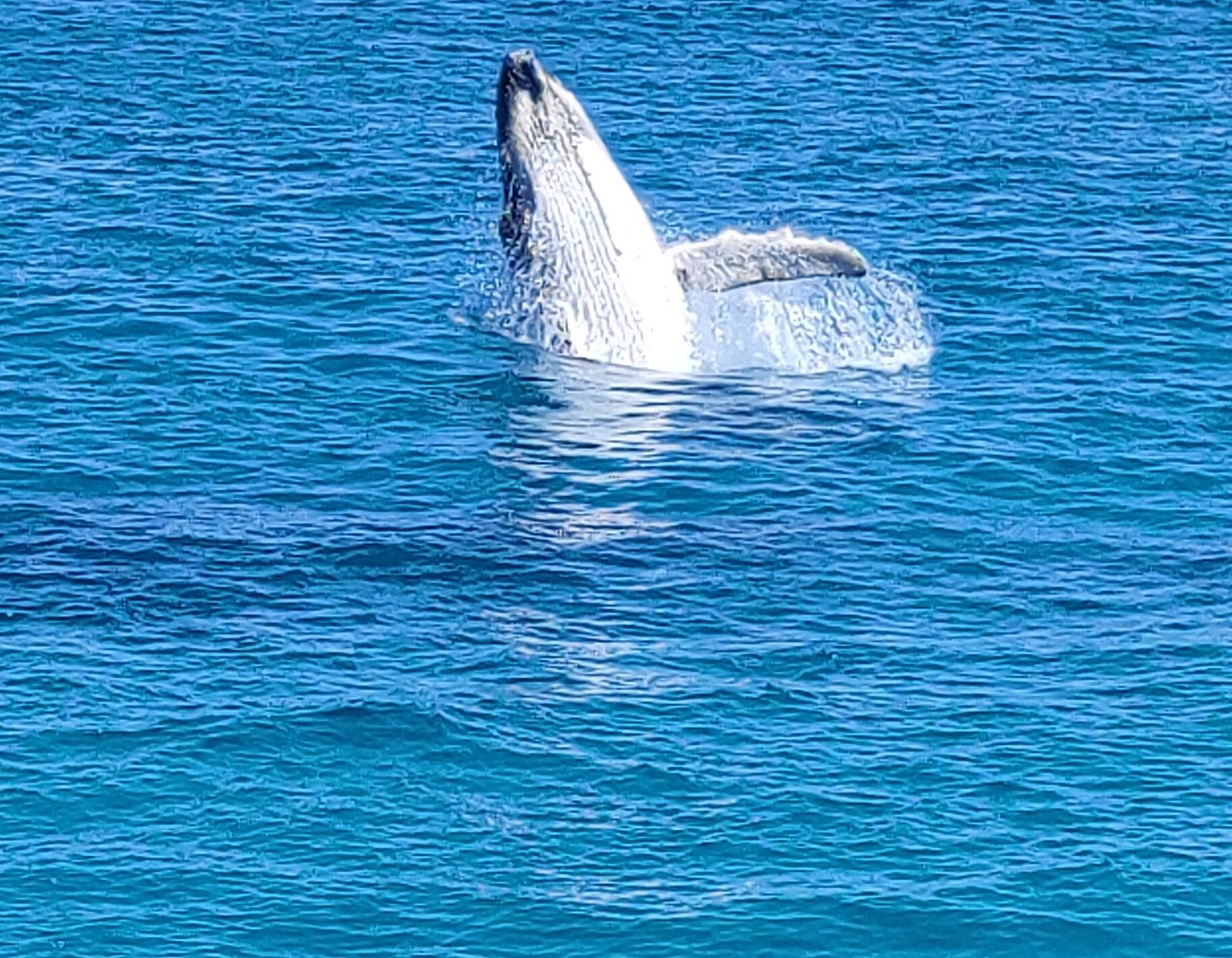 whale watching tour redcliffe