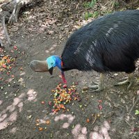 Crocodylus Park (Darwin): All You Need to Know BEFORE You Go