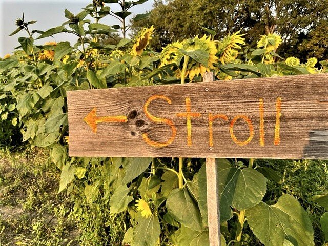 Farr Farms Sunflower Stroll image