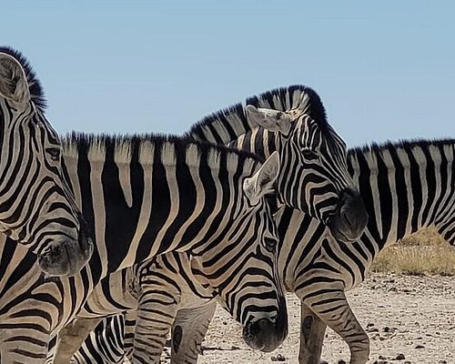 namibia safari tiere