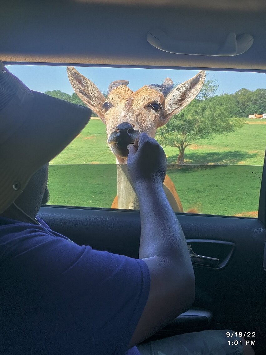 lake hartwell wildlife safari park