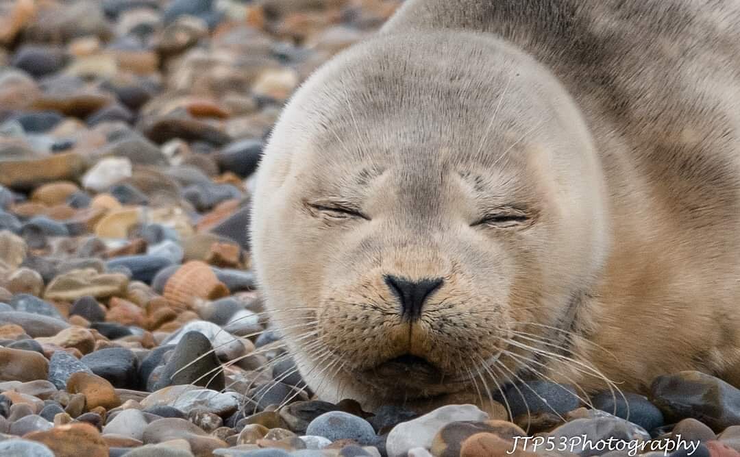 morston seal trips