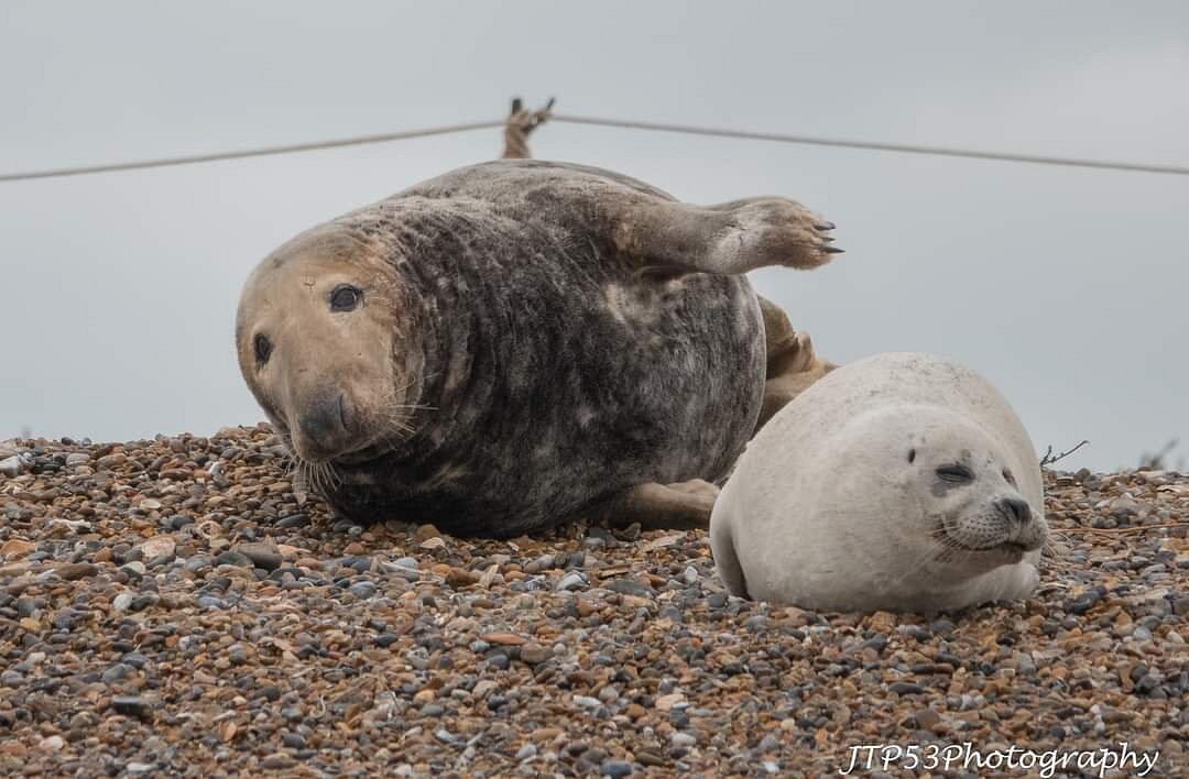 morston seal trips