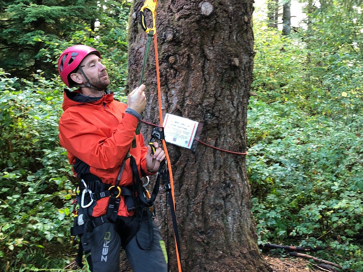 Tree climbing at Silver Falls State Park