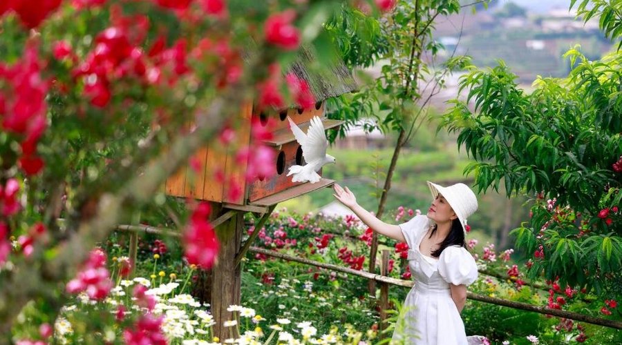 H'mông Cổ Trấn Sapa