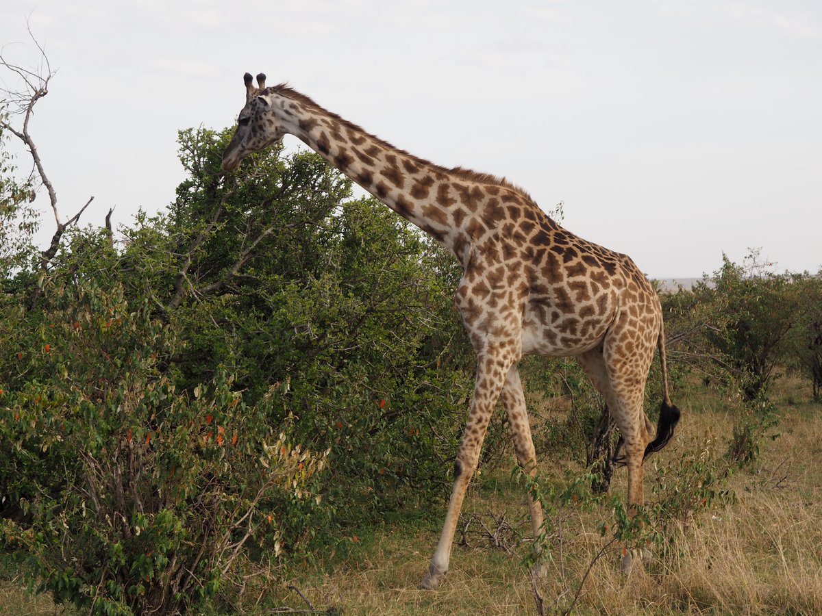 MASIKIO SAFARIS (Nairobi) - All You Need to Know BEFORE You Go