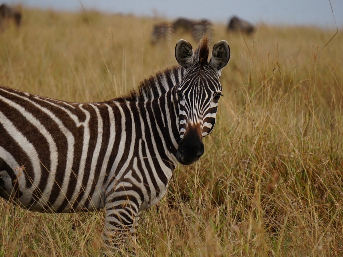 Best Memory Safaris (Mombasa) - All You Need to Know BEFORE You Go Best Memory Safaris (Mombasa) - All You Need to Know BEFORE You Go