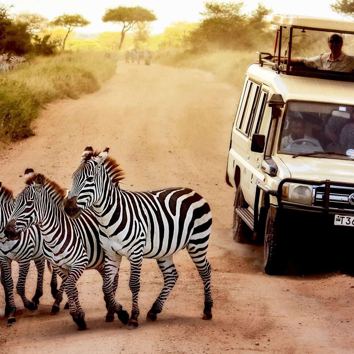 Orege Safari And Tours Arusha Tanzania Hours Address Tripadvisor 9975