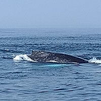 Sanctuary Cruises (Moss Landing) - All You Need to Know BEFORE You Go