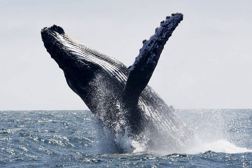 Ökotourismus in Mexiko (Entdecke 10 verborgene Juwelen!) 5 Whale watching in Los Cabos