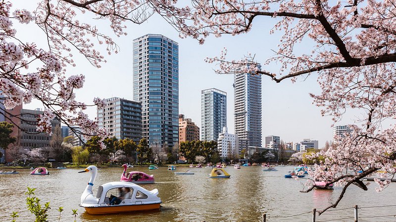 Pessoas em barcos a pedais durante a época das cerejeiras em flor no Parque Ueno, Tóquio 