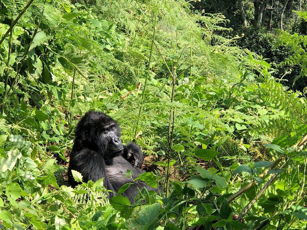 wild uganda safaris