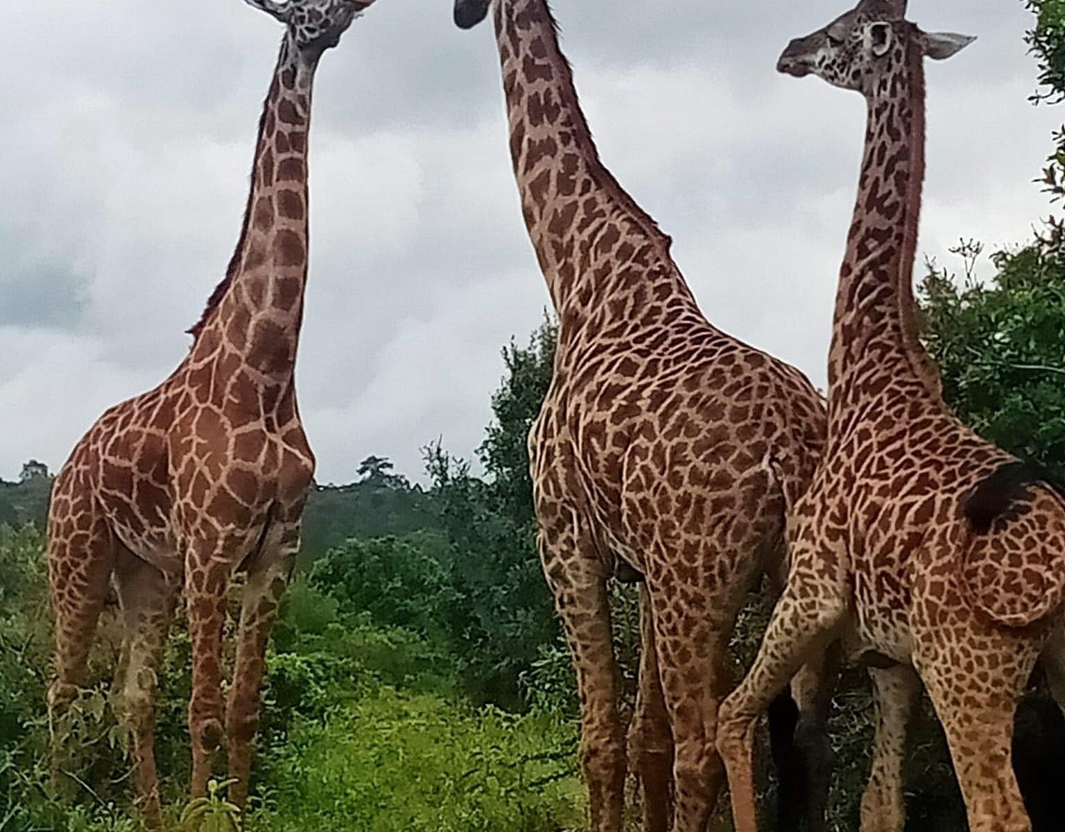 kilimanjaro budget safaris