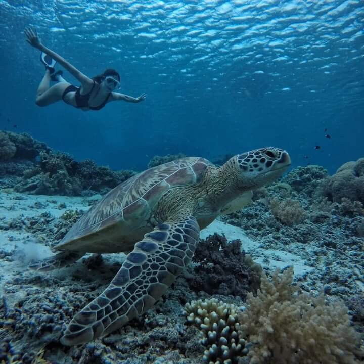 GILI BAHARI TOUR ORGANIZER (Gili Trawangan) - 2022 Qué Saber Antes De ...