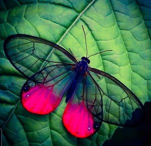 Fauna nativa