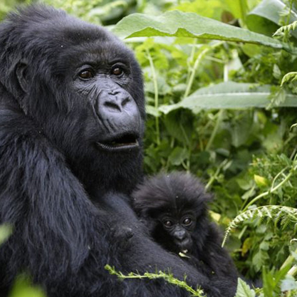 gorilla safaris ltd
