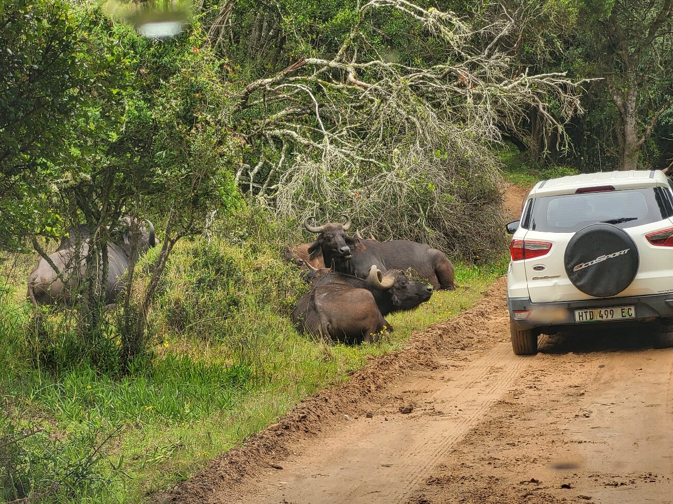 KRAGGA KAMMA GAME PARK (Port Elizabeth) - All You Need To Know BEFORE ...