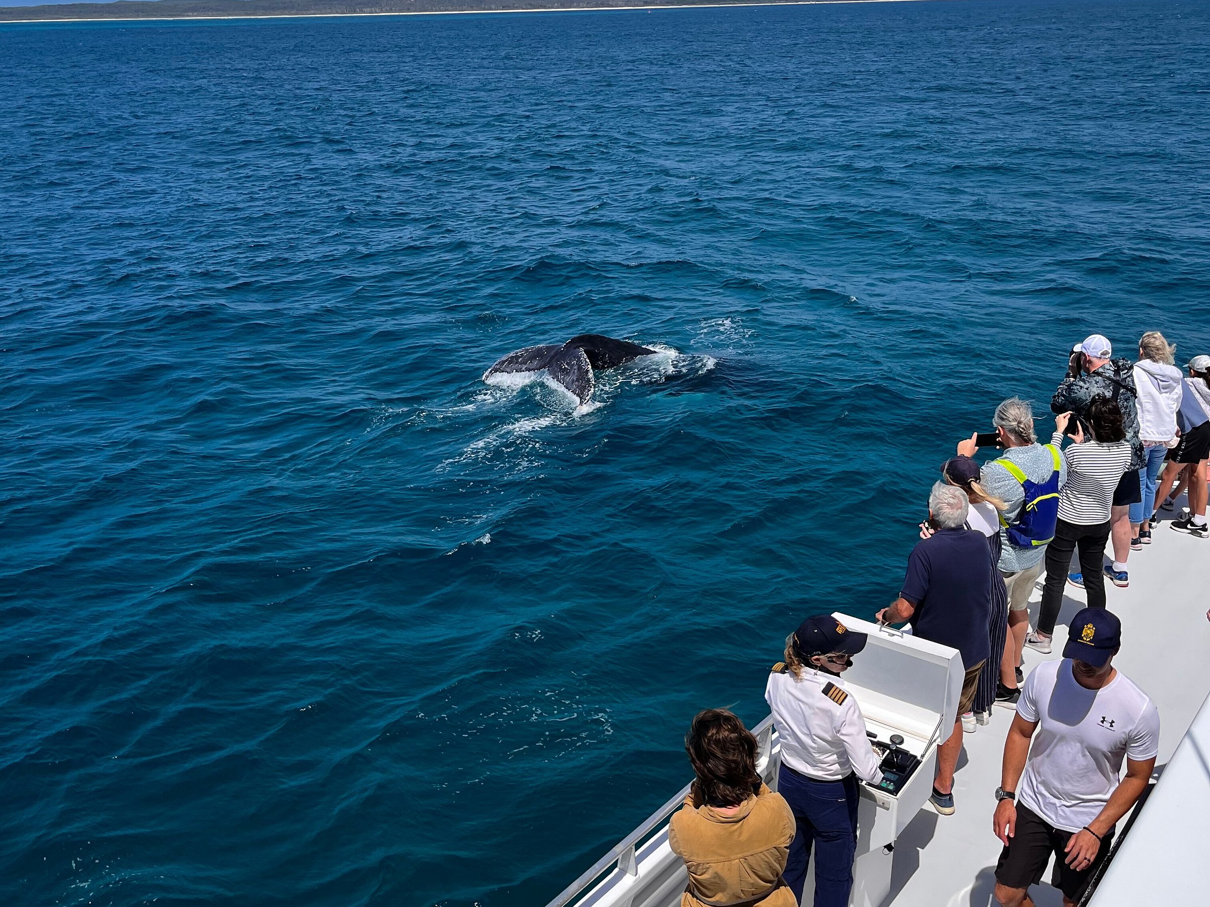 whale watching tour redcliffe