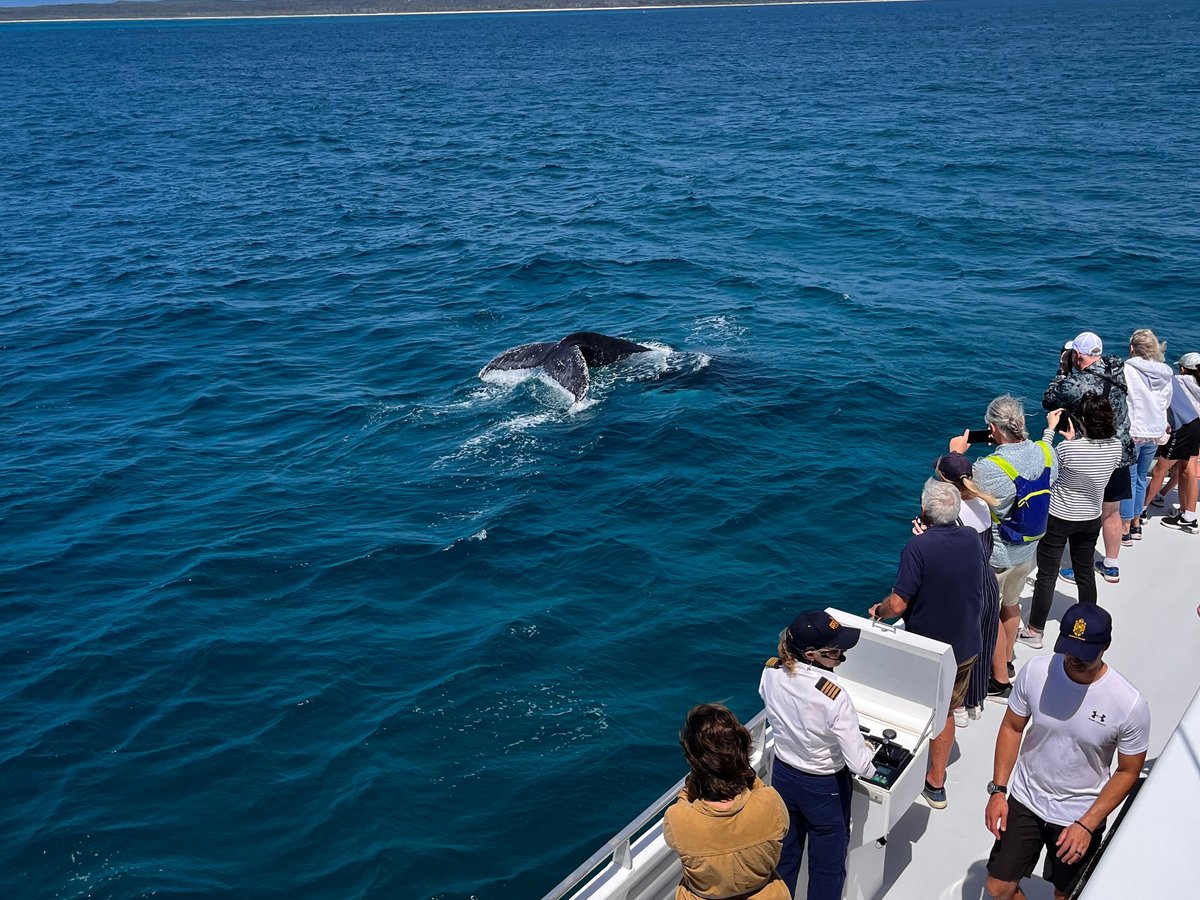 Brisbane Whale Watching (Redcliffe) - All You Need to Know BEFORE You Go