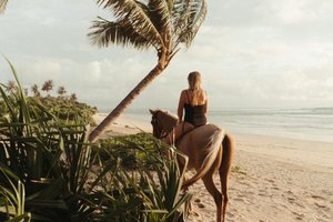 Traveller