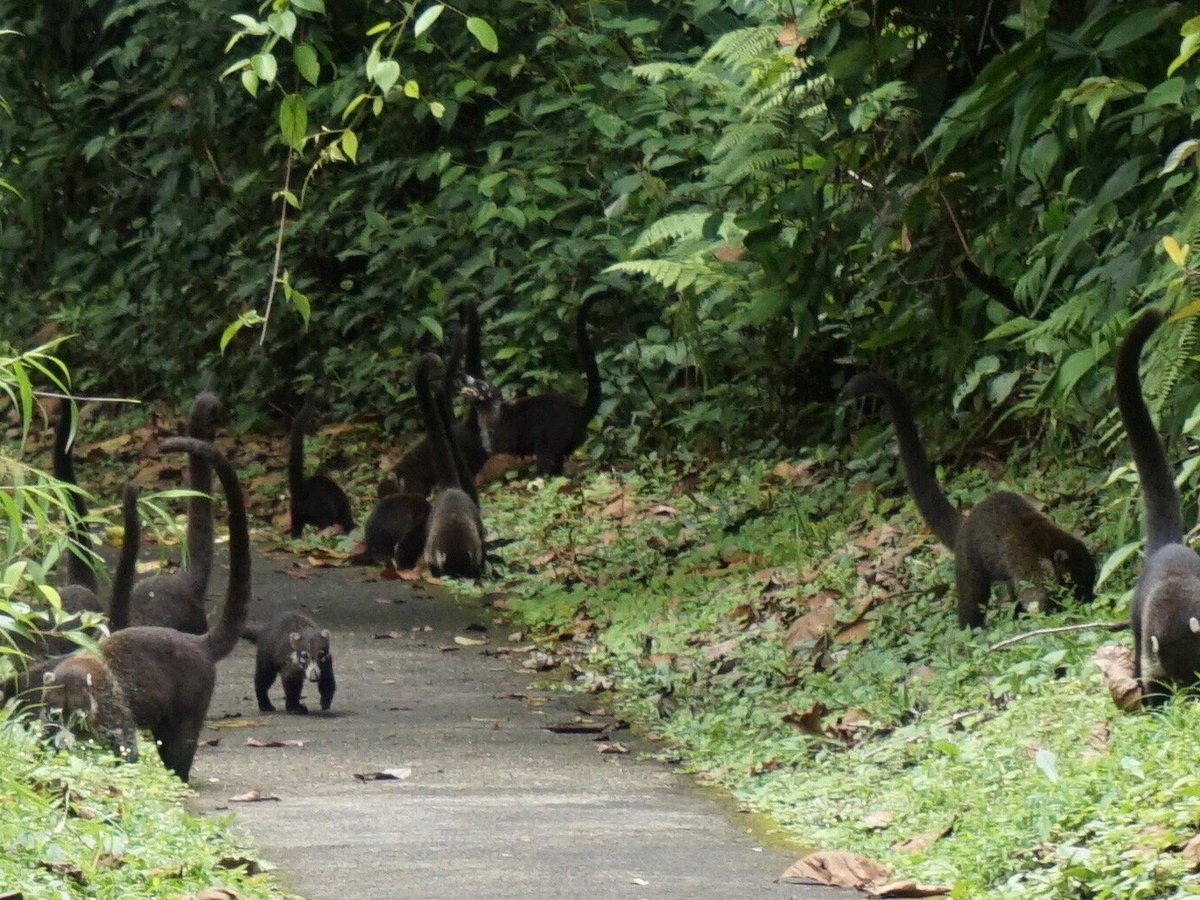 Parque Ecologico Volcan Arenal (La Fortuna de San Carlos) - All You Need to  Know BEFORE You Go