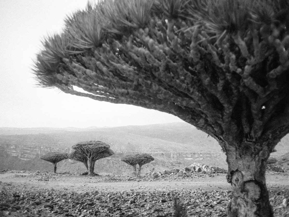 SOCOTRA TREK TOURS (Hadiboh) All You Need to Know BEFORE You Go