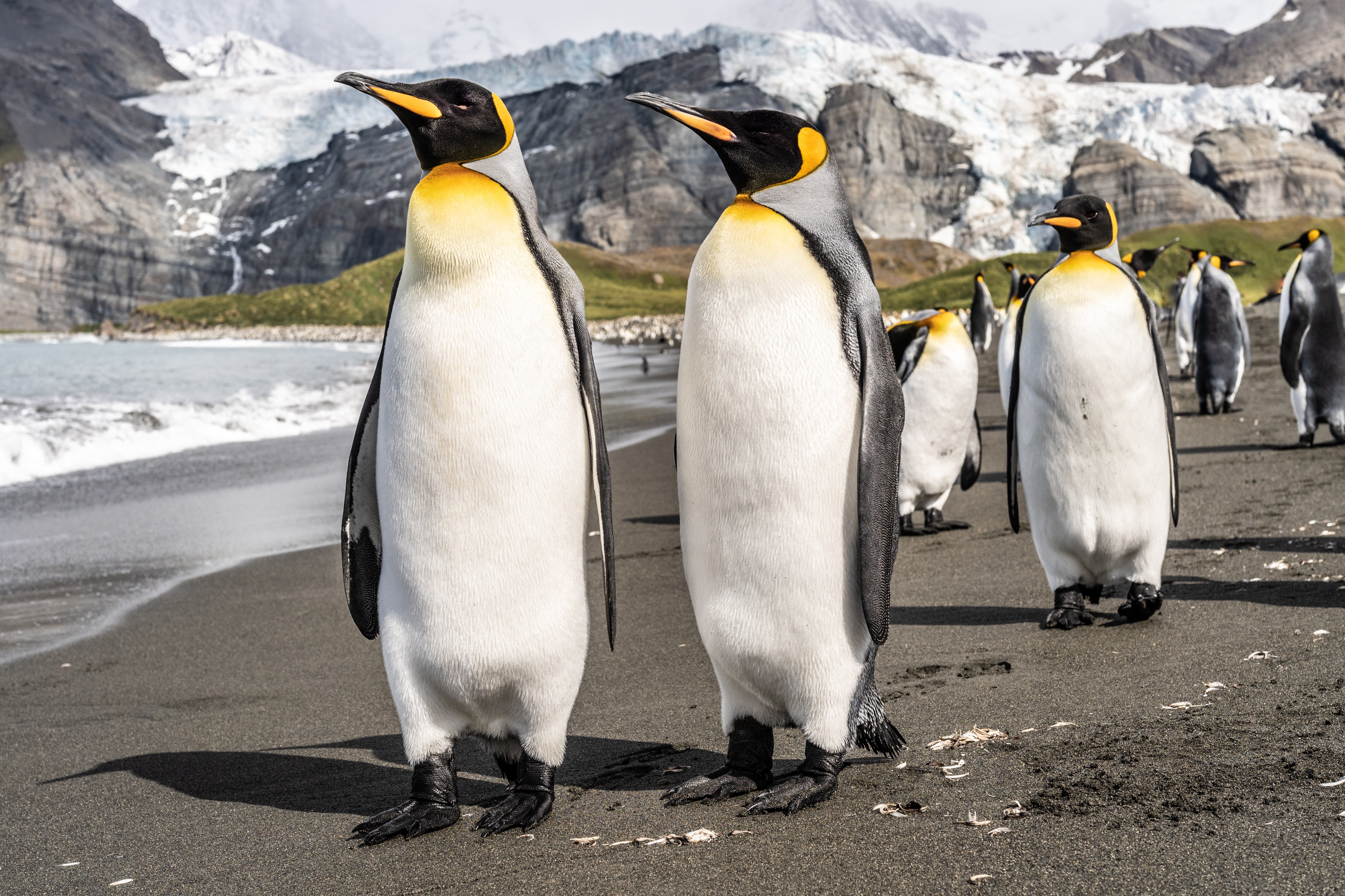 野生のペンギンに会えるスポット8選 - トリップアドバイザー