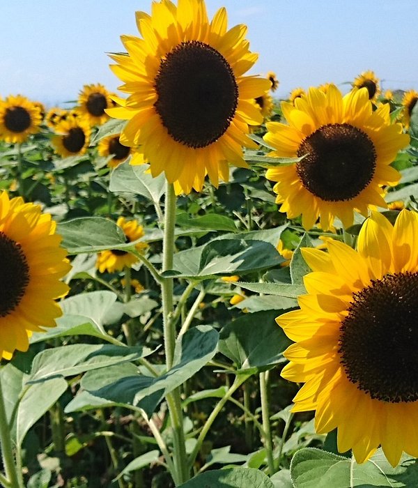 Sunflower field