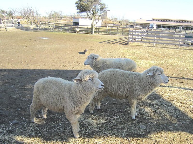 A trio of sheep in a farm