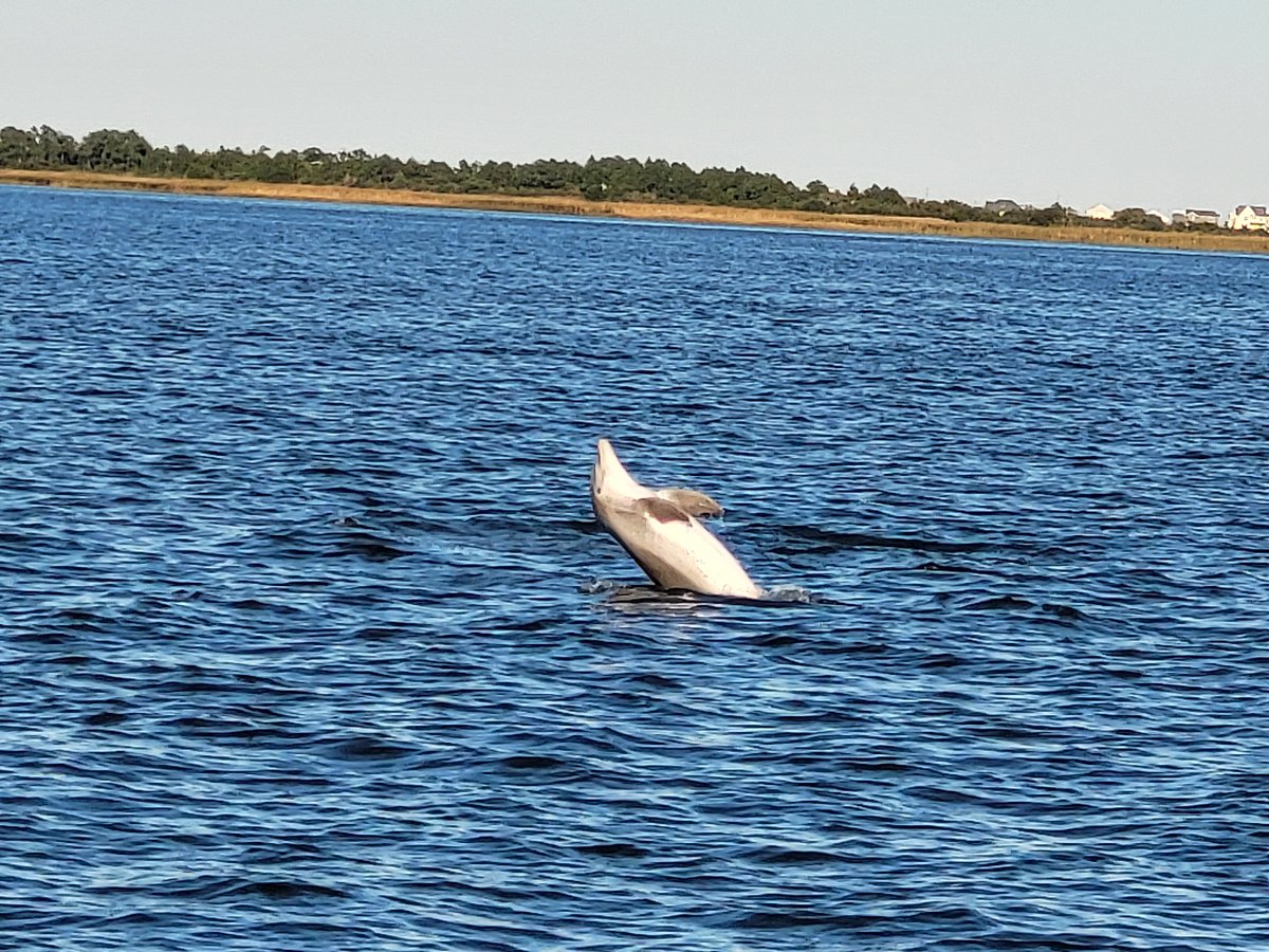 north carolina dolphin tours