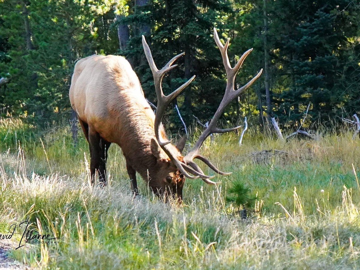 Teton Wild Custom Wildlife Tours (Jackson) - All You Need to Know ...