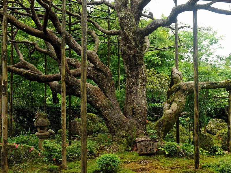 View from 宝泉院